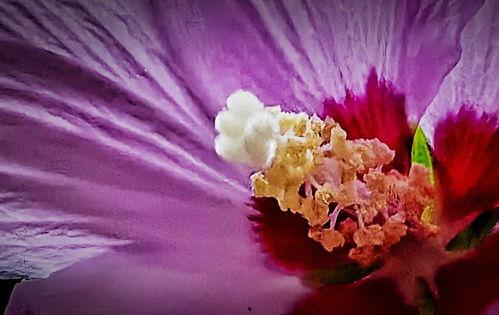 花蕊手机在线观看,在线观看，解锁科技魅力新篇章  第1张